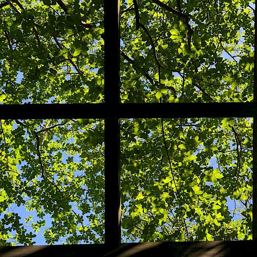 The image shows a view of leafy green branches and blue sky seen through a window with four panes.